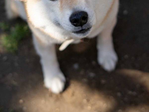 退院した飼い主と犬　再会を撮影した４枚に「泣きそう」「本当によかった」