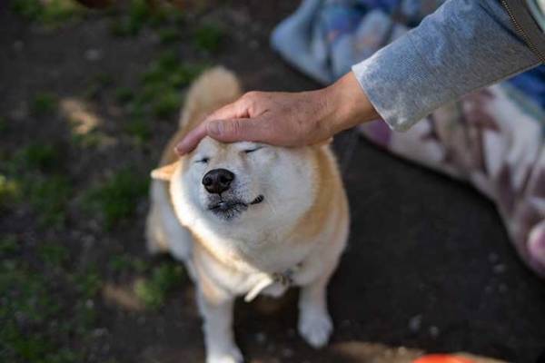 退院した飼い主と犬　再会を撮影した４枚に「泣きそう」「本当によかった」
