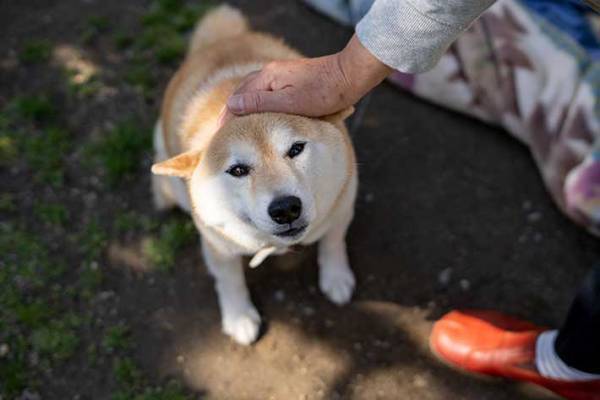 退院した飼い主と犬　再会を撮影した４枚に「泣きそう」「本当によかった」