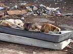 ゴミ捨て場で身を寄せ合っていた３匹の犬　１年後の姿に「嬉し涙が出た」