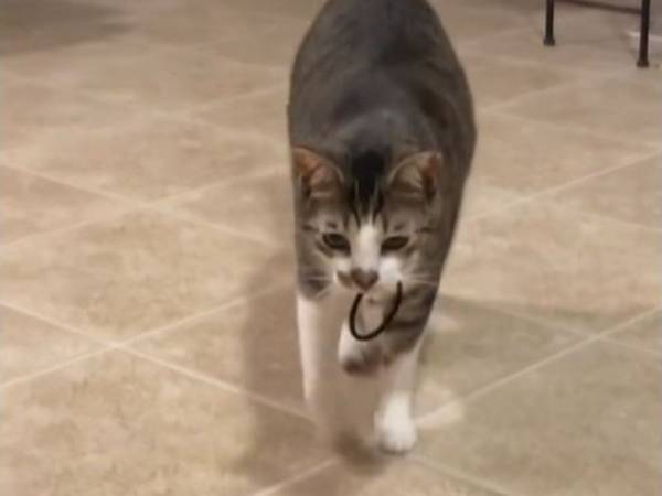 ヘアゴムがいつも濡れている…　ショッキングな理由に「現行犯」「大笑いした！」