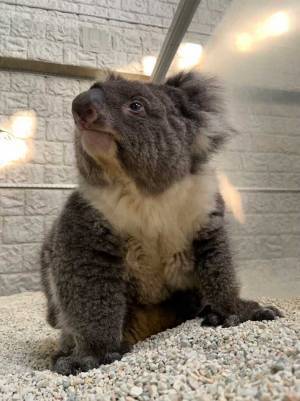 世界最高齢の『おばあちゃんコアラ』亡くなる　「感謝の気持ちでいっぱい」