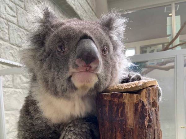 世界最高齢の『おばあちゃんコアラ』亡くなる　「感謝の気持ちでいっぱい」