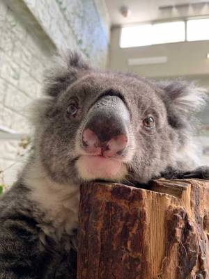 世界最高齢の『おばあちゃんコアラ』亡くなる　「感謝の気持ちでいっぱい」