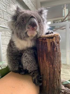 世界最高齢の『おばあちゃんコアラ』亡くなる　「感謝の気持ちでいっぱい」