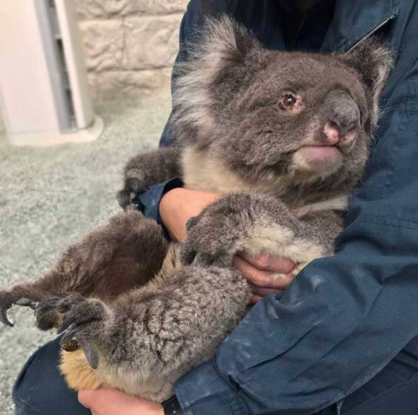 世界最高齢の『おばあちゃんコアラ』亡くなる　「感謝の気持ちでいっぱい」