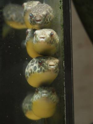 ご飯を求めるフグたちの様子に「不遇…」「かわいすぎて二度見した！」