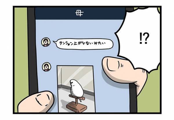 「やば…」　母親から送られてきたインコの写真に、思わず吹き出したワケとは？