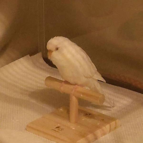 「やば…」　母親から送られてきたインコの写真に、思わず吹き出したワケとは？