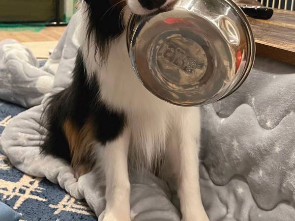 犬「もちろんおかわりくれるよね？」　自信みなぎるその姿が、こちら