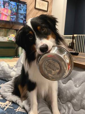 犬「もちろんおかわりくれるよね？」　自信みなぎるその姿が、こちら