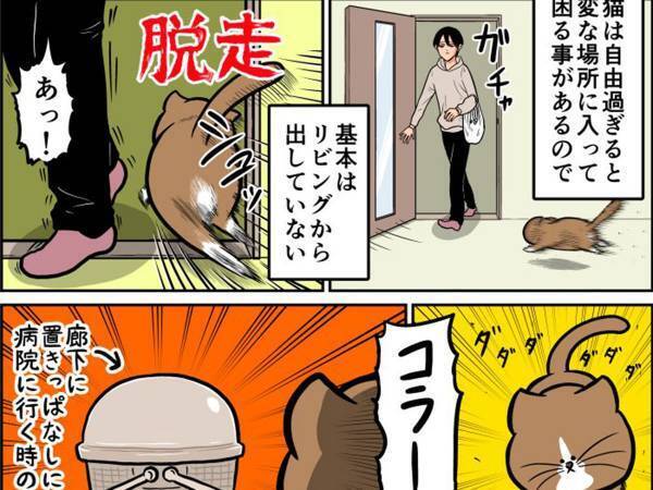 「こんな効果があったなんて」　猫が一目散に『拒否』した物体