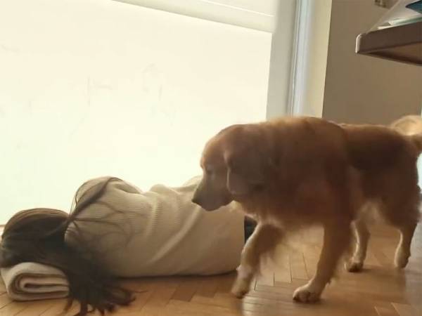 床で眠る飼い主に近付く犬　直後の行動に「強い意思を感じる」