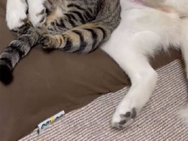 「魂が持っていかれ始めてる」　クッションにダメにされた犬と猫