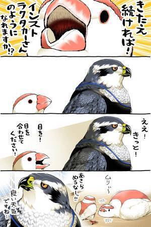 文鳥「鍛えたらタカのようになれますか？」　続く展開に「吹いた」「イケメン…！」