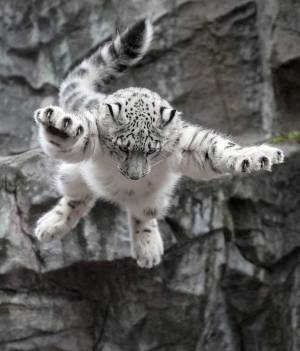 まるでモモンガ！？　はしゃぐユキヒョウの姿をご覧ください