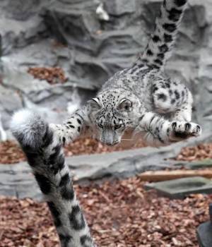 まるでモモンガ！？　はしゃぐユキヒョウの姿をご覧ください