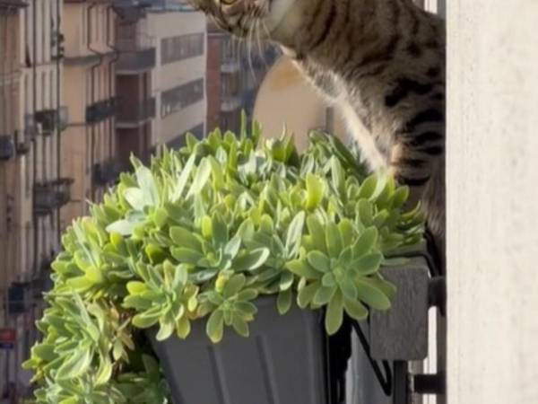 男性「隣人がストーカーです」　証拠の動画に「予想外」「私もされたい」