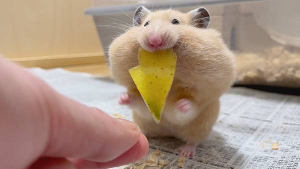 大好きなリンゴをもらったハムスターが？　衝撃的な姿に「吹いたわ！」「新種の動物」