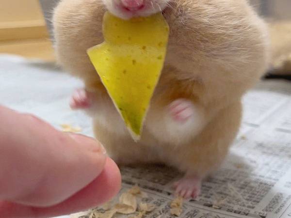 大好きなリンゴをもらったハムスターが？　衝撃的な姿に「吹いたわ！」「新種の動物」