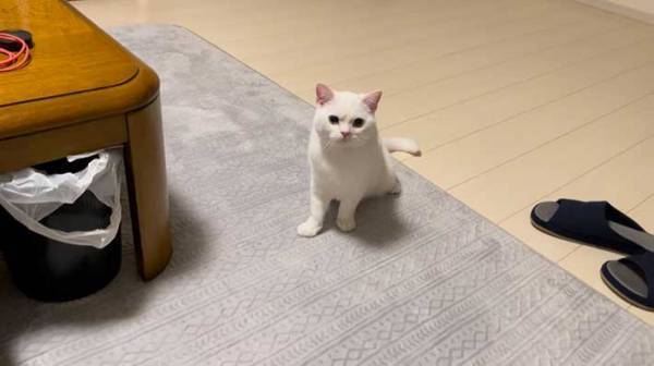 飼い主にかまってほしくて、眉間にシワを寄せていた子猫　１年後の姿がこちら