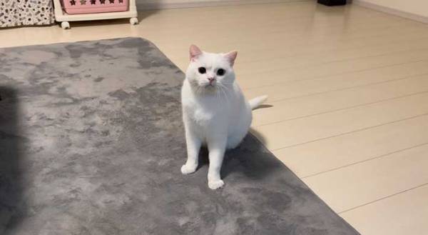 飼い主にかまってほしくて、眉間にシワを寄せていた子猫　１年後の姿がこちら