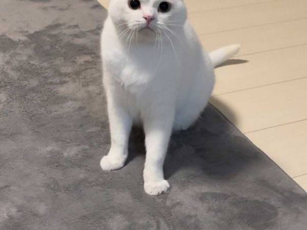 飼い主にかまってほしくて、眉間にシワを寄せていた子猫　１年後の姿がこちら