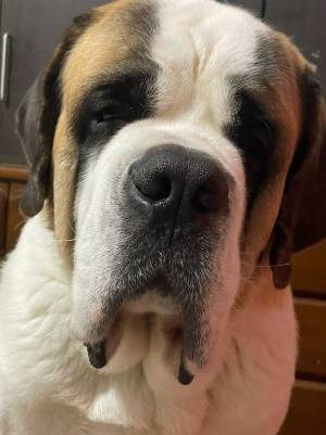 セントバーナードのよだれ『ヤバい度』　レベルMAXの様子に「爆笑した」