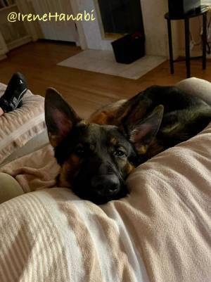 子犬の１年後の姿に「これがこうなるの、不思議」「種も変わった？」