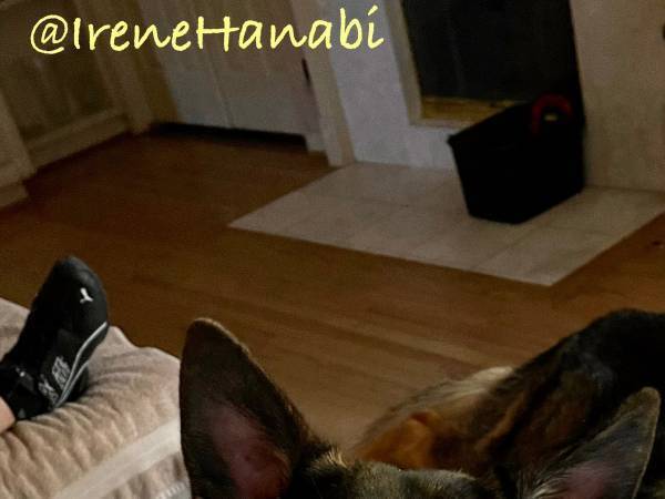 子犬の１年後の姿に「これがこうなるの、不思議」「種も変わった？」