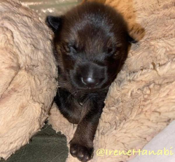 子犬の１年後の姿に「これがこうなるの、不思議」「種も変わった？」