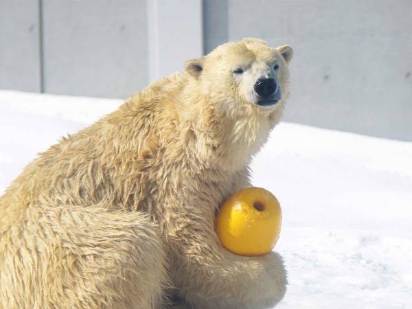 誕生日を迎えたホッキョクグマ　プレゼントされた『特別なケーキ』とは？