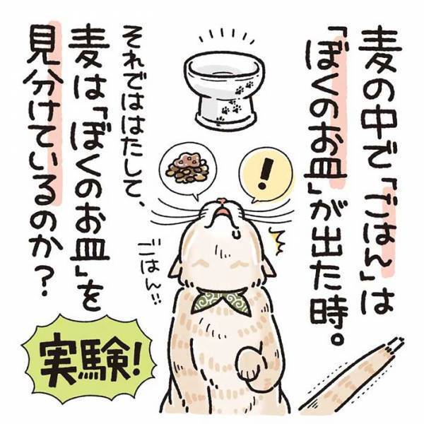 「すごい」「最高」　普段ご飯を与えている皿を、猫に見せると？