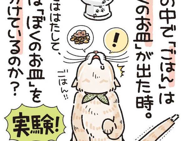 「すごい」「最高」　普段ご飯を与えている皿を、猫に見せると？