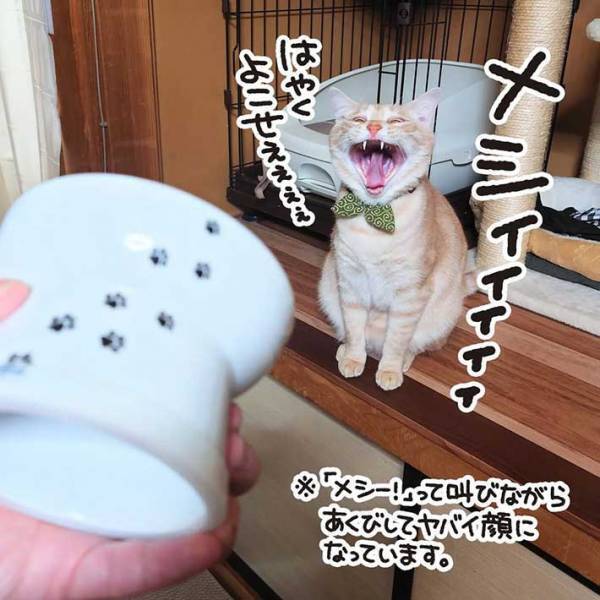 「すごい」「最高」　普段ご飯を与えている皿を、猫に見せると？