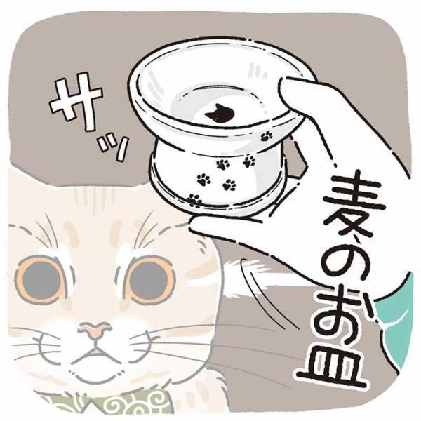 「すごい」「最高」　普段ご飯を与えている皿を、猫に見せると？