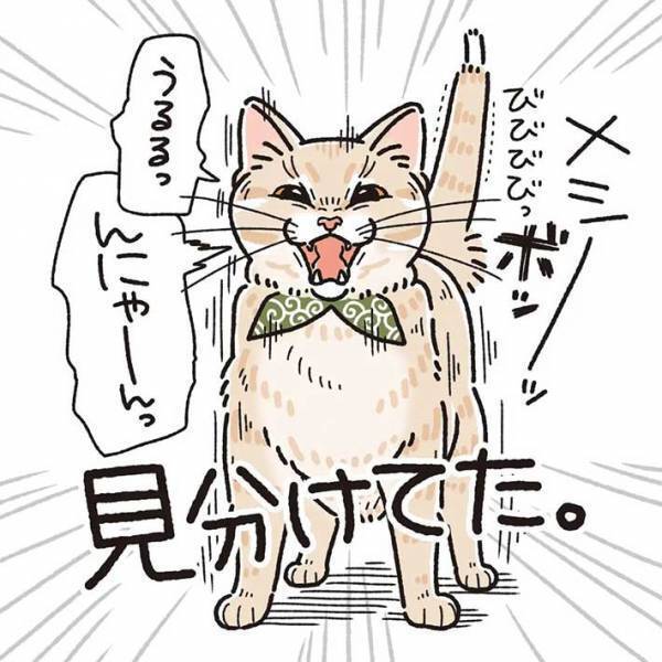 「すごい」「最高」　普段ご飯を与えている皿を、猫に見せると？