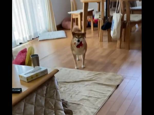 会うたびに『感動の再会』をする柴犬　動画に「悶絶不可避」「なぜか涙が出た」
