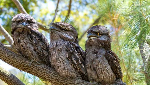 地面に落ちている『毛玉』を拾ったら…顔がついていた！　「かわいすぎる」