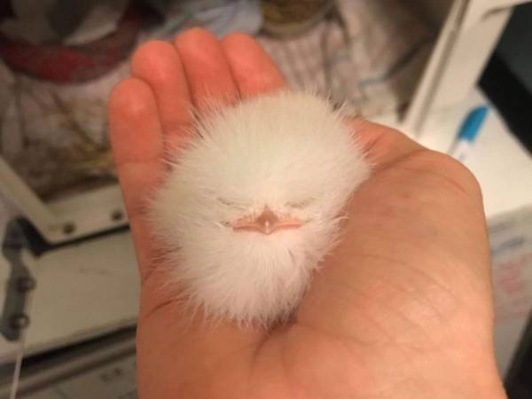 地面に落ちている『毛玉』を拾ったら…顔がついていた！　「かわいすぎる」