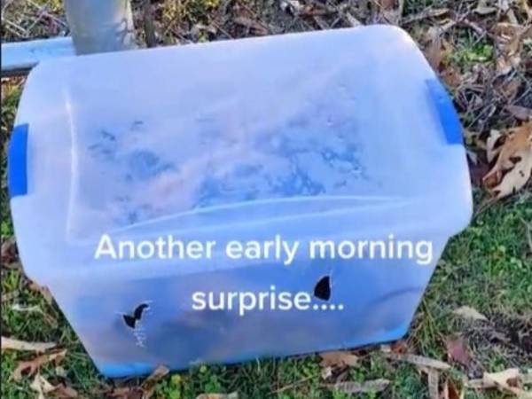 誰かが置いていった収納ケース　中に入っていたのは、まさかの…