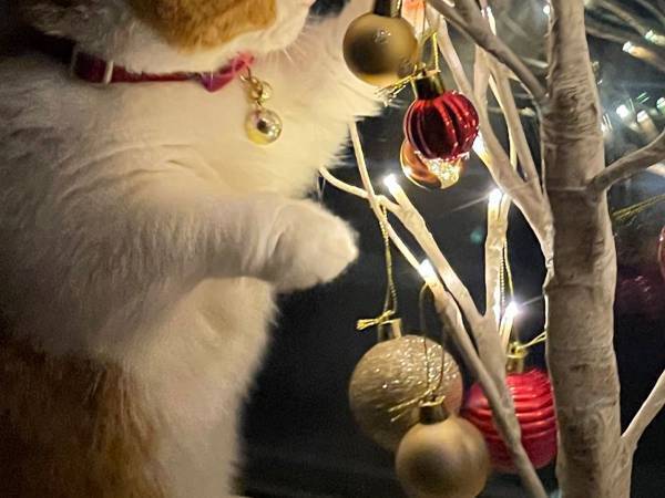 猫を撮影したら「写真展で賞を取りそう」な１枚に！　どんな写真かというと…