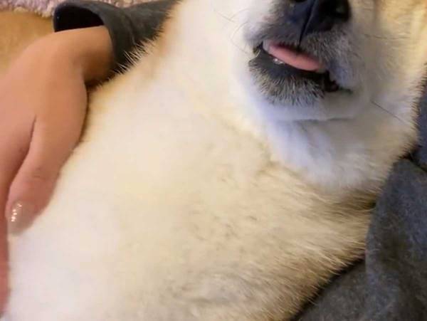 爆睡する柴犬の動画にクスッ！　「完全にとろけている」「しあわせそう」