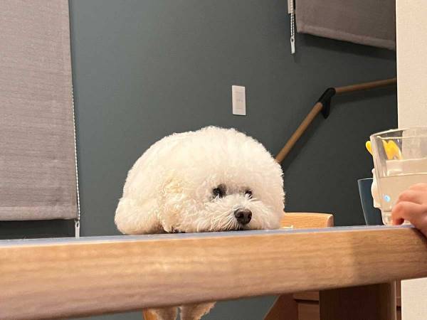 「脚が可愛い」「笑ってしまった」　テーブルの上に体を乗せる犬の姿が？