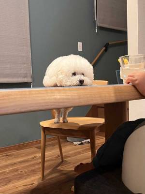 「脚が可愛い」「笑ってしまった」　テーブルの上に体を乗せる犬の姿が？
