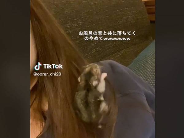 飼い主の髪に夢中だったハムスター　『ナイスなタイミング』で？