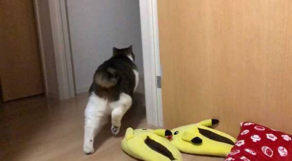 先輩猫の逆鱗に触れた猫　４コマ漫画のような写真をご覧ください