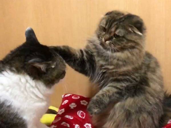 先輩猫の逆鱗に触れた猫　４コマ漫画のような写真をご覧ください