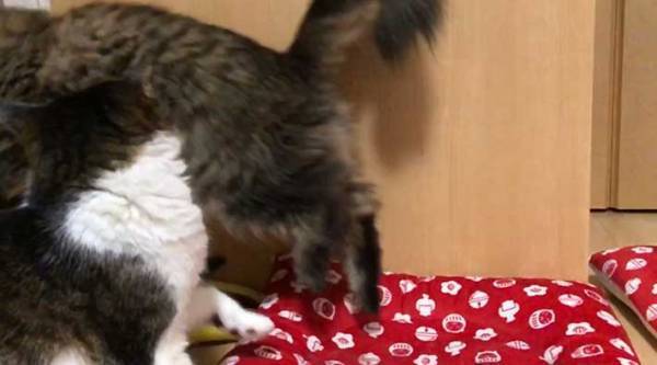 先輩猫の逆鱗に触れた猫　４コマ漫画のような写真をご覧ください