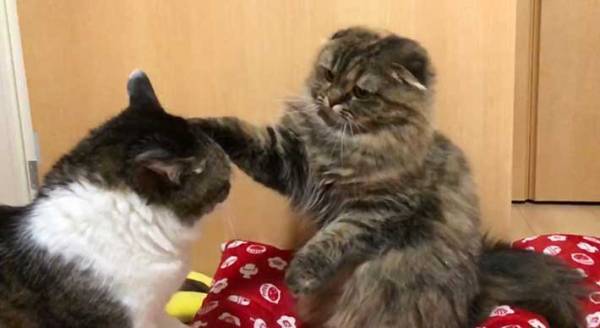 先輩猫の逆鱗に触れた猫　４コマ漫画のような写真をご覧ください